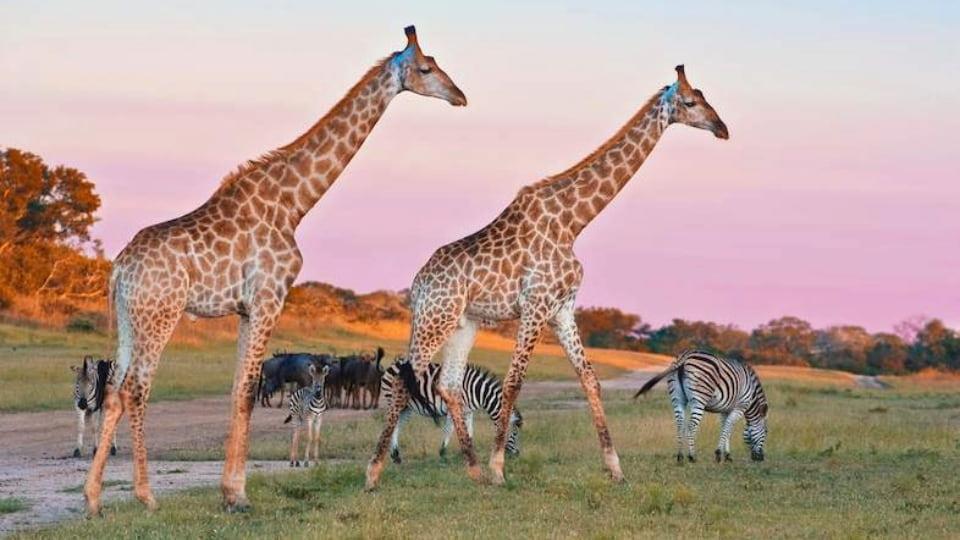 Wildlife in the Sabi Sand